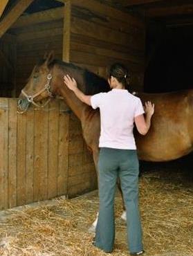 Reiterin streichelt das Pferd